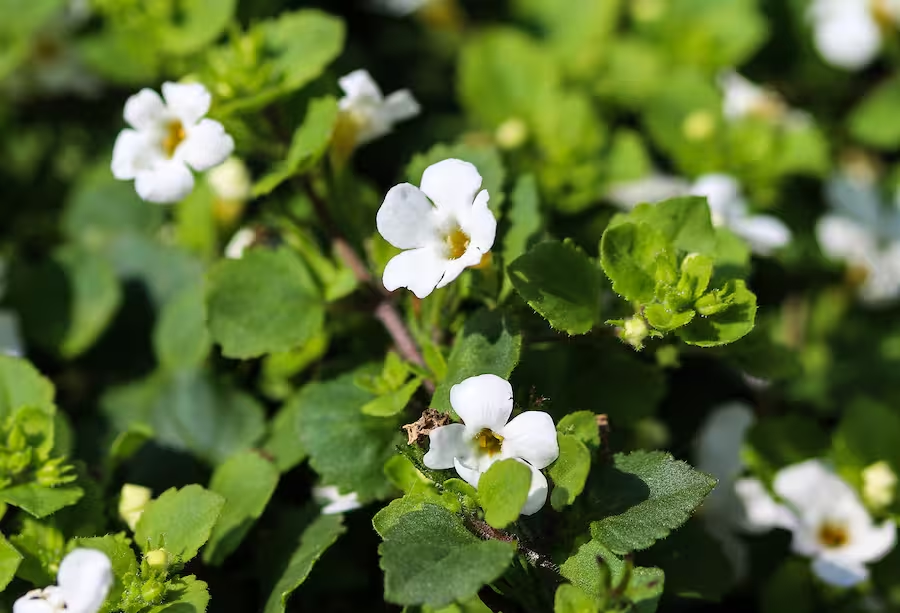 Bacopa Monnieri plant