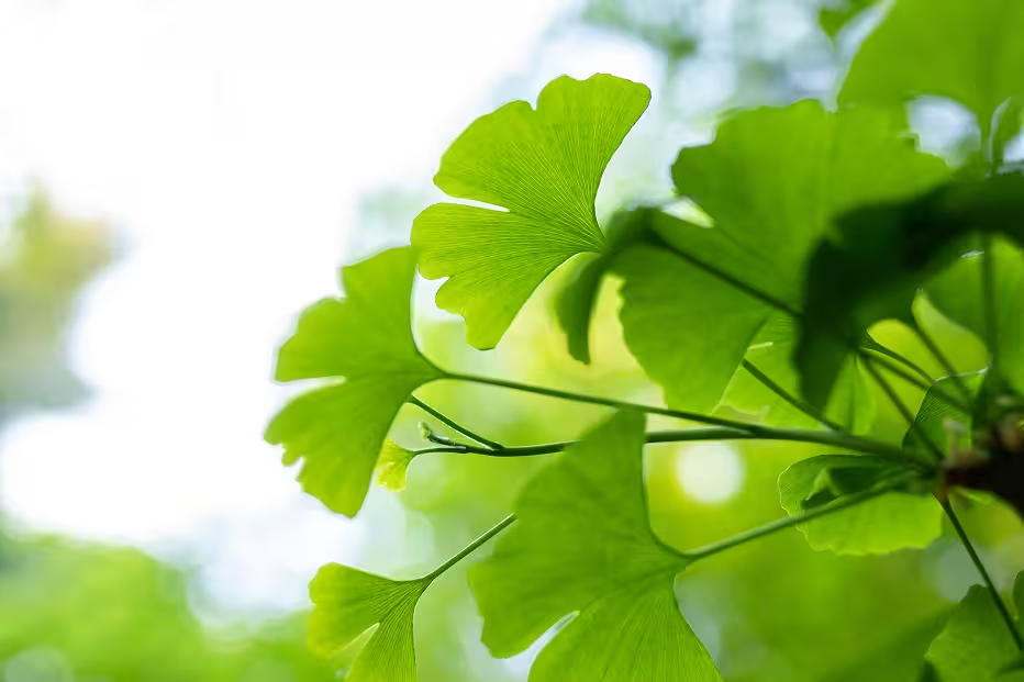 Ginkgo Biloba plant