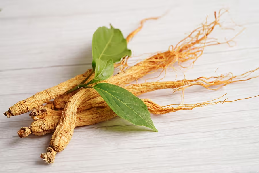 Panax Ginseng plant