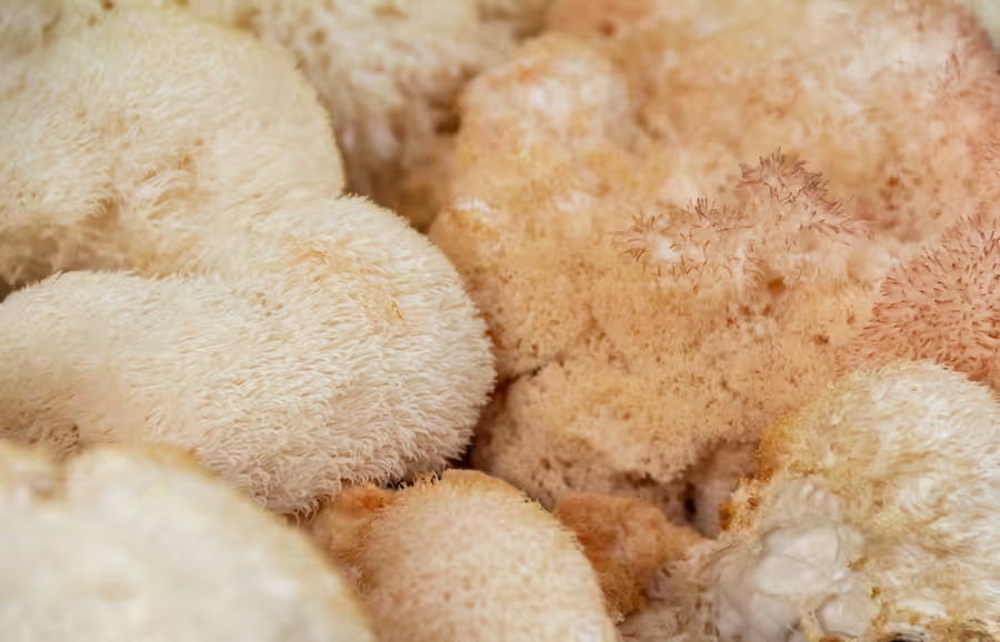 Lion's Mane Mushroom plant